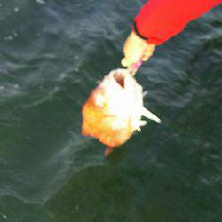 タイラバ遊漁船 ワンピース 釣果