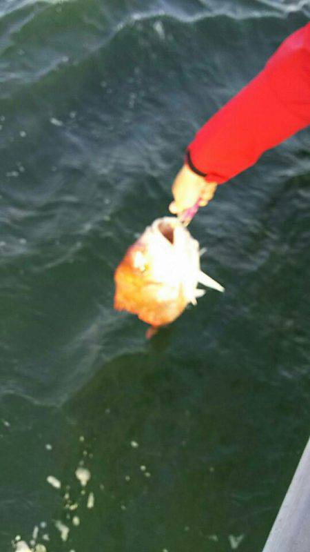 タイラバ遊漁船 ワンピース 釣果