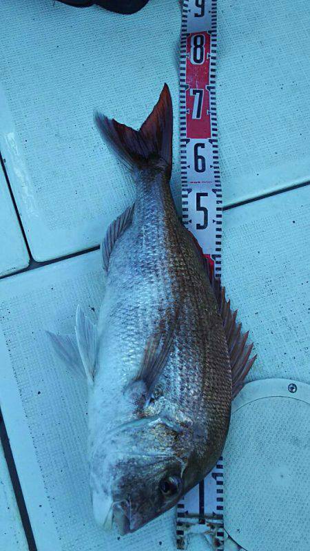 タイラバ遊漁船 ワンピース 釣果