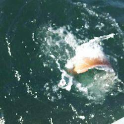 タイラバ遊漁船 ワンピース 釣果