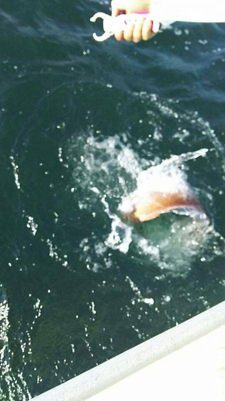 タイラバ遊漁船 ワンピース 釣果