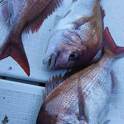 タイラバ遊漁船 ワンピース 釣果