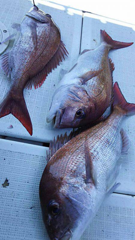 タイラバ遊漁船 ワンピース 釣果