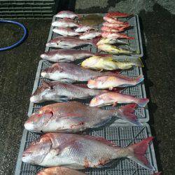 ARCADIAⅡ (アルカディアⅡ) 釣果