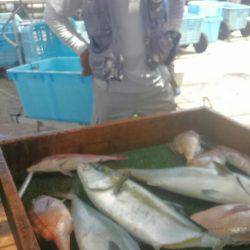 海の釣堀 海恵 釣果