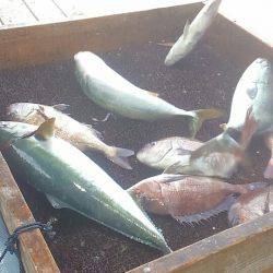 海の釣堀 海恵 釣果