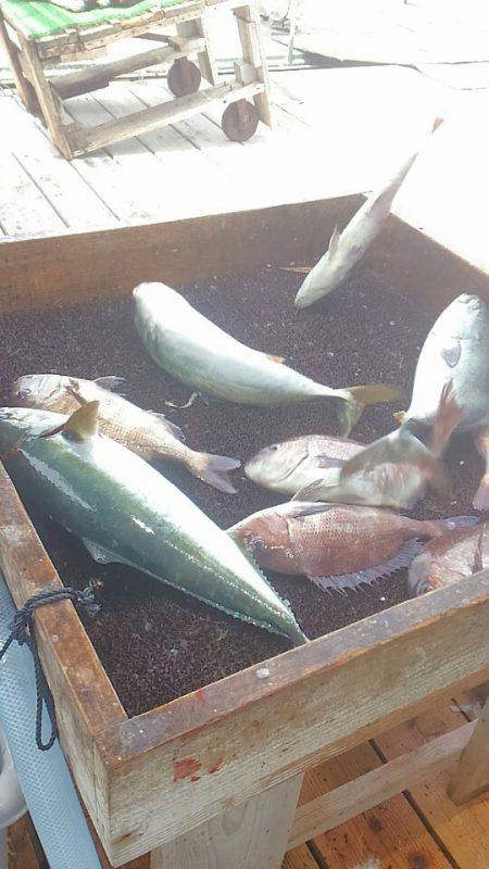 海の釣堀 海恵 釣果