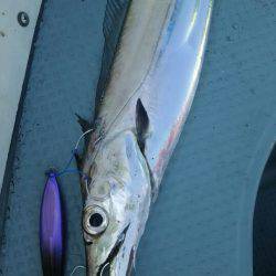 サンマリン 釣果