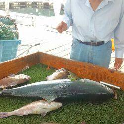 海の釣堀 海恵 釣果