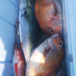 ブルドック 釣果