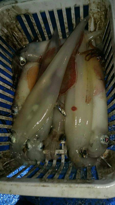 海龍丸（石川） 釣果