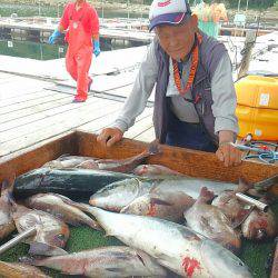 海の釣堀 海恵 釣果