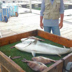海の釣堀 海恵 釣果