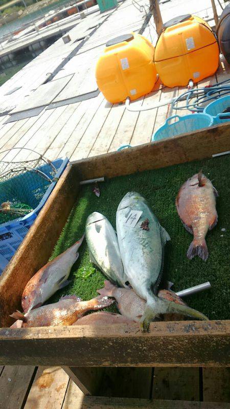 海の釣堀 海恵 釣果