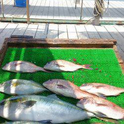 海の釣堀 海恵 釣果