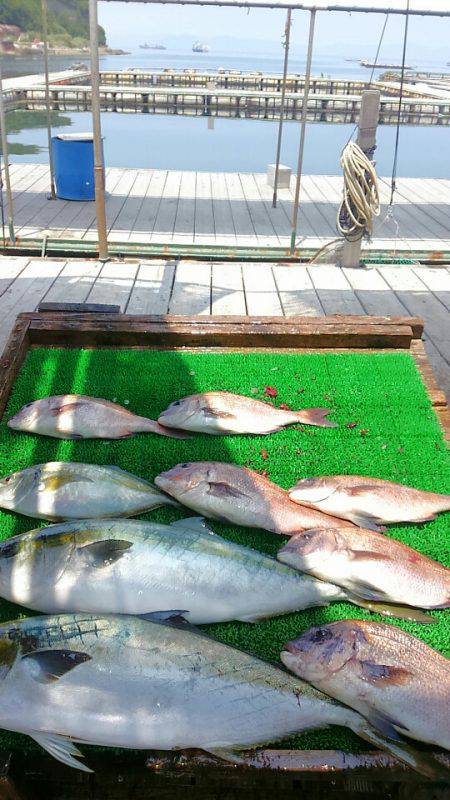 海の釣堀 海恵 釣果