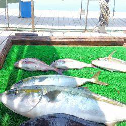 海の釣堀 海恵 釣果