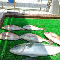 海の釣堀 海恵 釣果