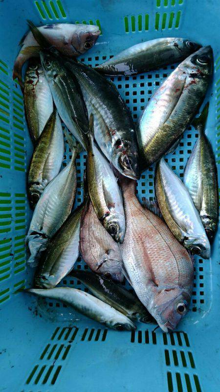 小島丸 釣果