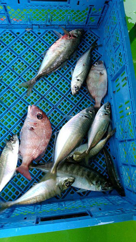 小島丸 釣果