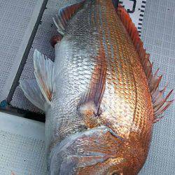 タイラバ遊漁船 ワンピース 釣果