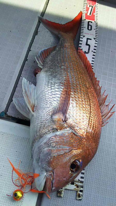 タイラバ遊漁船 ワンピース 釣果