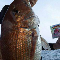 タイラバ遊漁船 ワンピース 釣果