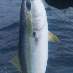 ブルドック 釣果