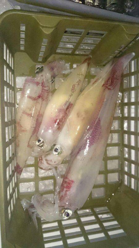 海龍丸（石川） 釣果