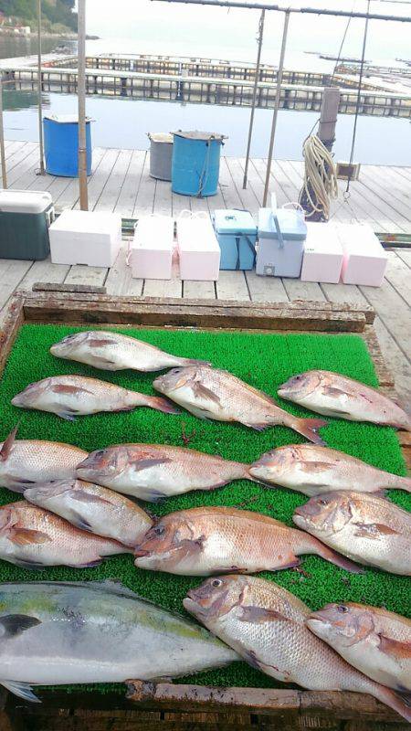 海の釣堀 海恵 釣果