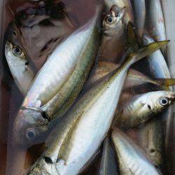 金沢八景鴨下丸 釣果