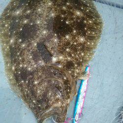 サンマリン 釣果