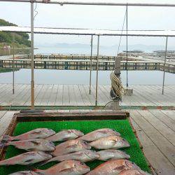 海の釣堀 海恵 釣果