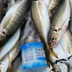 金沢八景鴨下丸 釣果