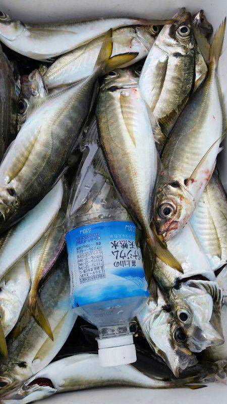 金沢八景鴨下丸 釣果