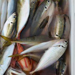 金沢八景鴨下丸 釣果