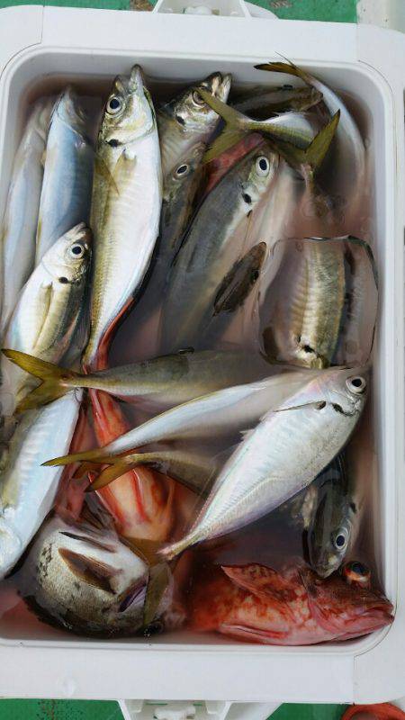 金沢八景鴨下丸 釣果