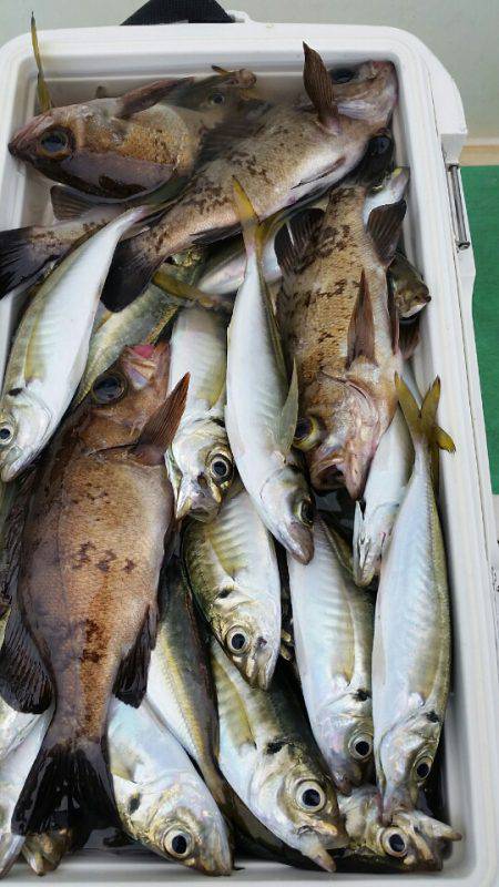 金沢八景鴨下丸 釣果