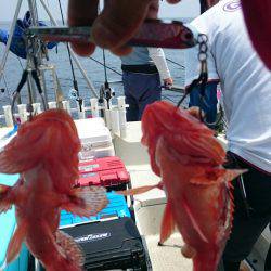 ARCADIAⅡ (アルカディアⅡ) 釣果