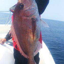 ブルドック 釣果