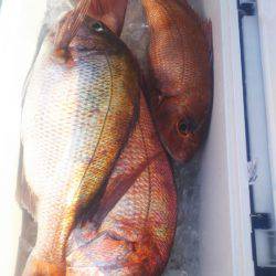 ブルドック 釣果