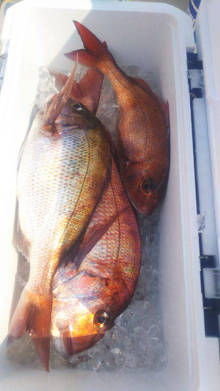 ブルドック 釣果