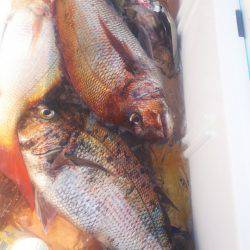 ブルドック 釣果