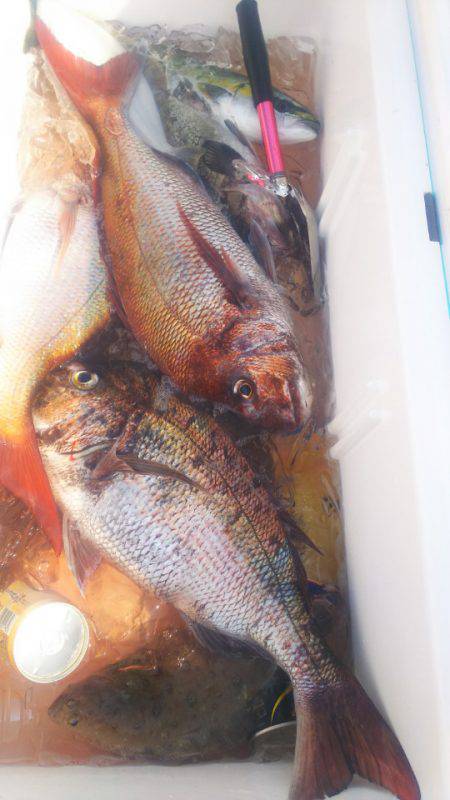 ブルドック 釣果