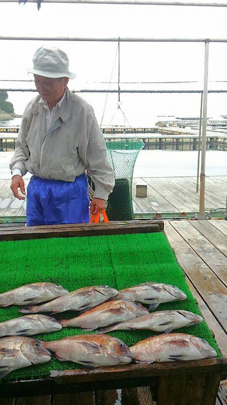 海の釣堀 海恵 釣果