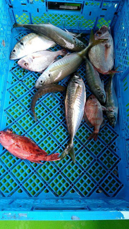 小島丸 釣果