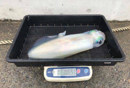 South Current 釣果