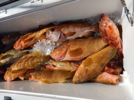 LUSTER『ラスター』 釣果