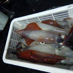 LUSTER『ラスター』 釣果