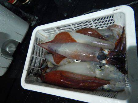 LUSTER『ラスター』 釣果